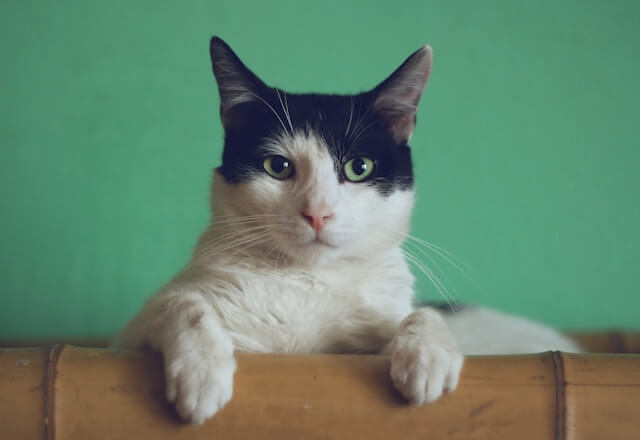 Cat 1